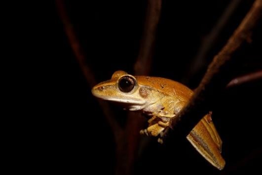 Boana albopunctata | Hypsiboas albopunctatus