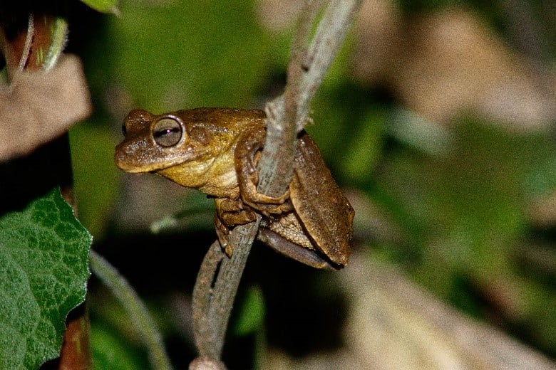 Boana lundii | Hypsiboas lundii