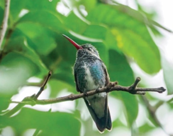 Beija-flor-verde | Chionomesa fimbriata