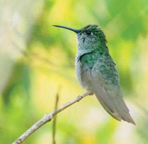 Beija-flor-verde | Chionomesa fimbriata