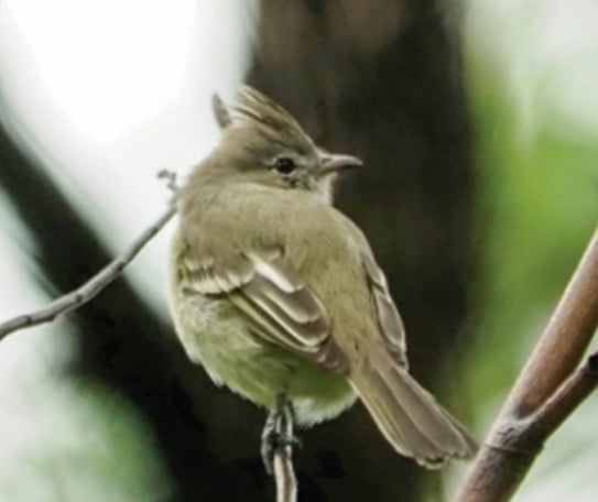 Guaracava-de-crista | Elaenia cristata