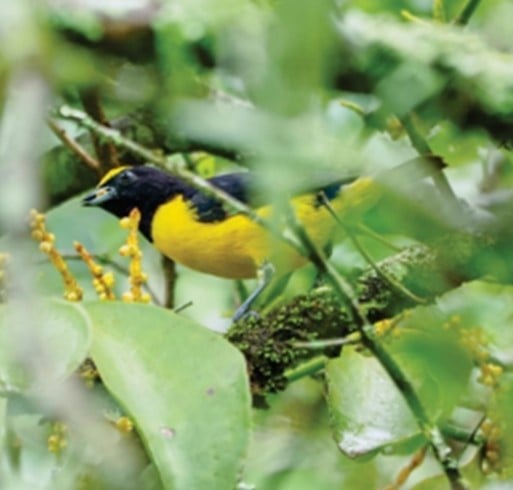 Vivi | Euphonia chlorotica