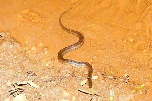 Cobra-d'água | Helicops modestus
