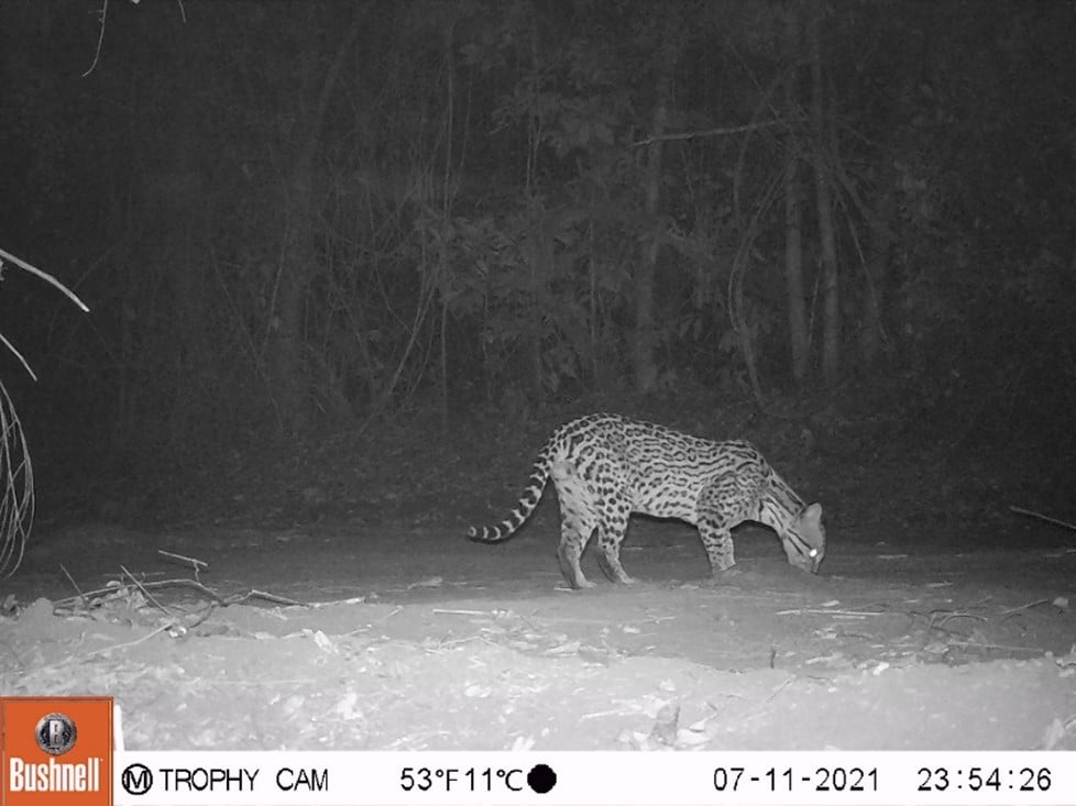 Jaguatirica | Leopardus pardalis