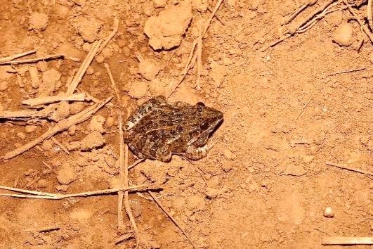 Rã-assobiadora | Leptodactylus fuscus
