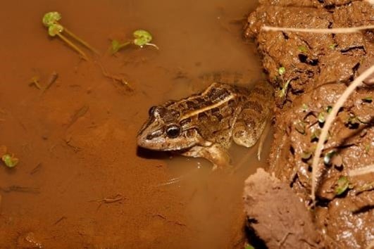 Rã-manteiga da Mata Atlântica | Leptodactylus latrans