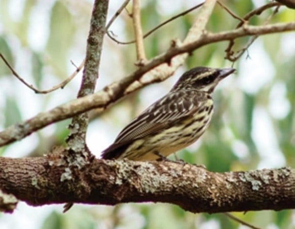 Bem-te-vi-rajado | Myiodynastes maculatus