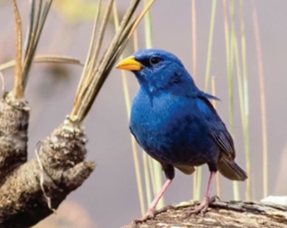 Campainha-azul | Porphyrospiza caerulescens