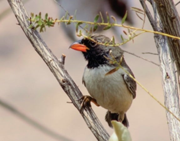 Bico-de-pimenta | Saltatricula atricollis