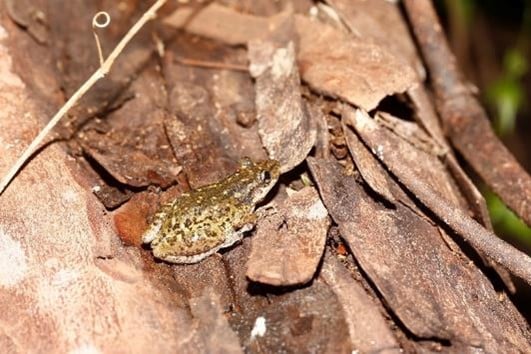 Sapo | Scinax ruber