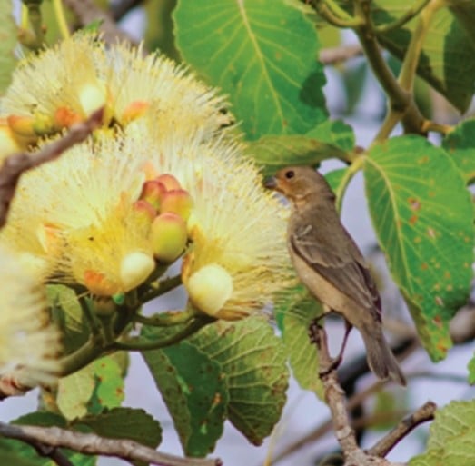 Coleirinho | Sporophila caerulescens