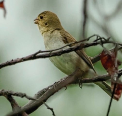 Bigodinho | Sporophila lineola