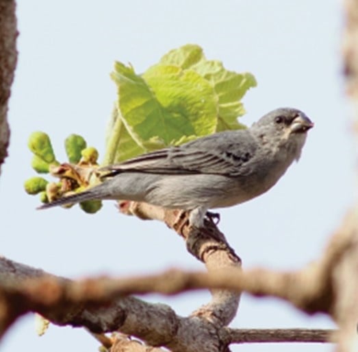 Patativa | Sporophila plumbea
