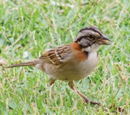 Tico-tico | Zonotrichia capensis