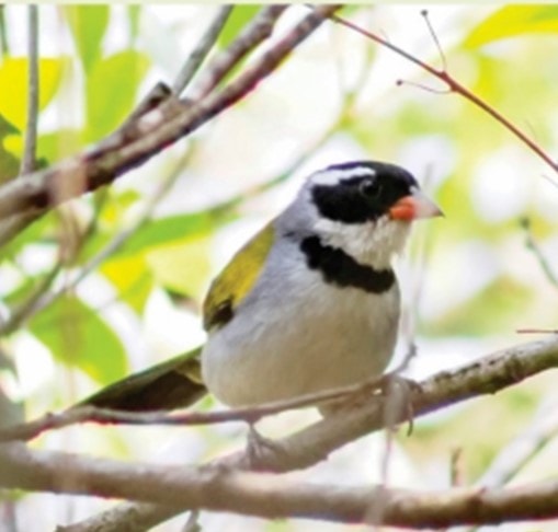 Tico-tico-da-mata | Arremon flavirostris